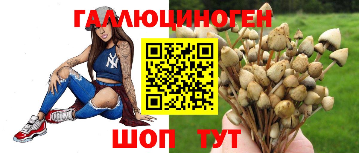 Псилоцибиновые грибы Psilocybe Чехов